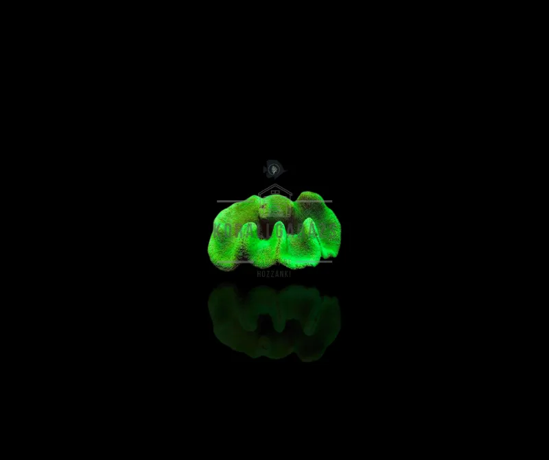 Stichodactyla Haddoni (green)